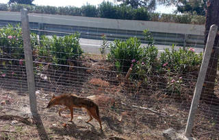 Τσακάλι βρέθηκε σε κατοικημένη περιοχή έξω από τη Λάρισα