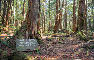 Aokigahara Fuji