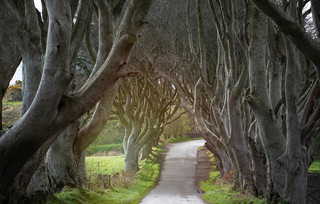 The Dark Hedges Βόρεια Ιρλανδία