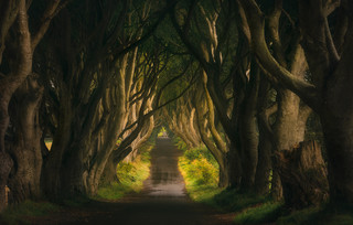 The Dark Hedges Βόρεια Ιρλανδία