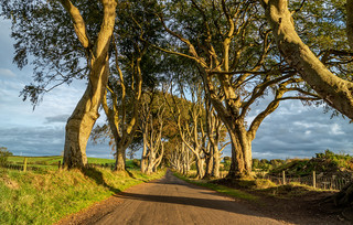 The Dark Hedges Βόρεια Ιρλανδία