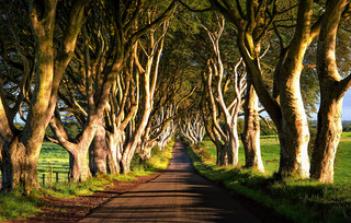 The Dark Hedges Βόρεια Ιρλανδία