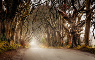 The Dark Hedges Βόρεια Ιρλανδία