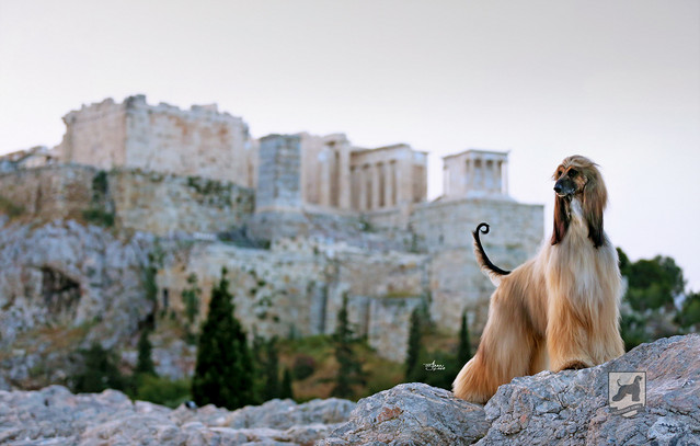 Λαγωνικός του Αφγανιστάν: Ο βασιλιάς των σκύλων και μία από τις αρχαιότερες φυλές